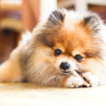 【ペットの供養】動愛園の納骨堂と供養プラン